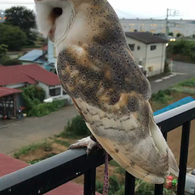 最近のまめの画像