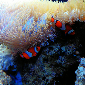 月曜日断食２ヶ月＋１４日目(｡-_-｡)の画像