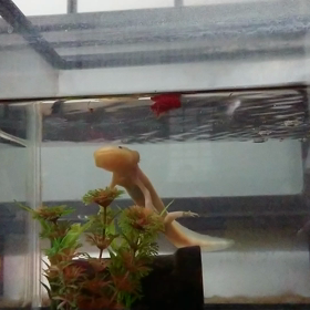 久々にうぱたん♪ヽ(´▽｀)/の画像