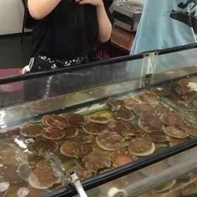 今日の横縞おふらいんの画像