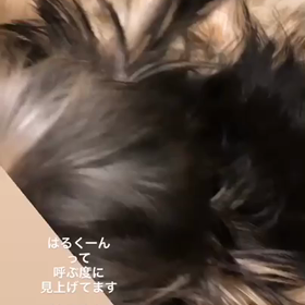 ヨークシャーテリアはるくん♡決まりましたの画像
