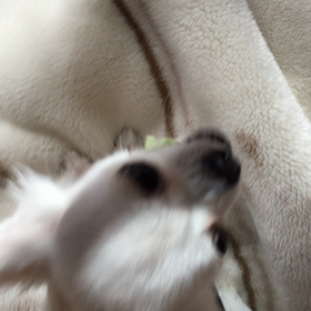 レタスをくわえて逃走。の画像