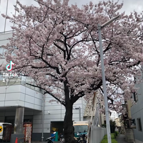 家の近所の桜の画像