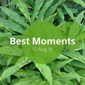 ミョウガの画像