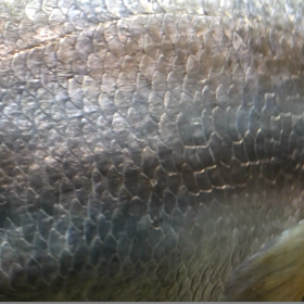 魚コレクションの画像