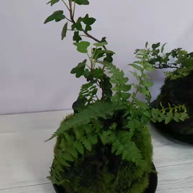 lesson＊苔玉レッスン❁簡単な作り方も大公開＊の画像