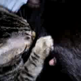 寝込みを襲う…の画像