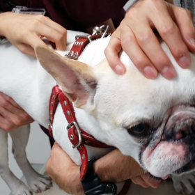 予防接種の画像