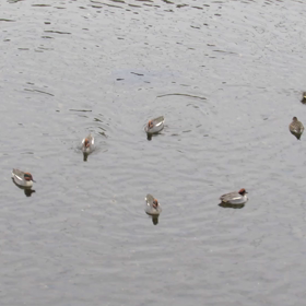 笛かと思ったの画像