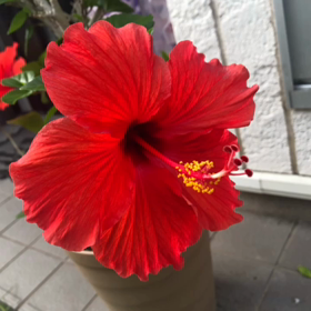 ラヴィたん負けないの画像