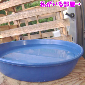 すぎぴたんの事件簿シーズン3　279話（のぞかれてます！シジュウカラ）の画像