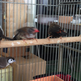 九州愛鳥会の画像