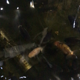 稚魚近況報告の画像