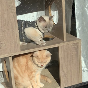 癒しのギフト。の画像