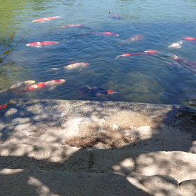 鯉も大変です！の画像