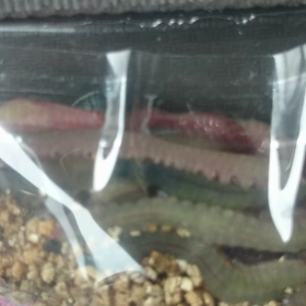 閲覧注意  テスト 投稿です  釣りエサの動画の画像