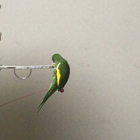 キィたんのひとり遊びの画像