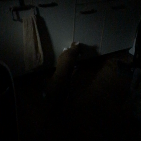 泥棒猫にゃーの画像