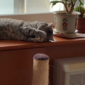 無邪気に遊ぶ姿が可愛いの画像