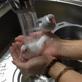 ギンナン水浴び動画♫の画像