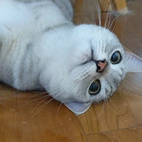 コロコロ銀次郎の画像