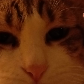 ( ฅ ˙Ⱉ˙ฅ)あなた美味そうの画像