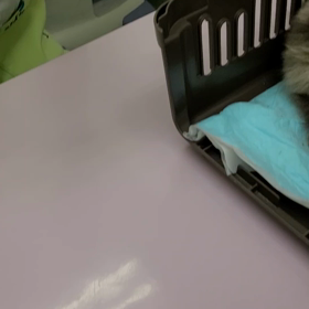 FIPを研究されてる獣医さんとのご縁の画像