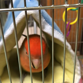 勉強熱心な人の画像