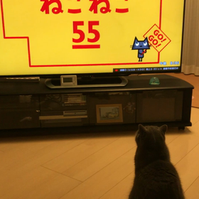 ねこねこ55の画像