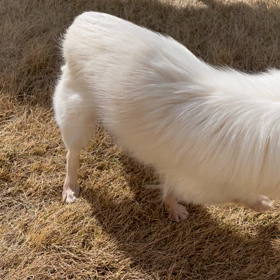 チワシュウクイズ　第一問の画像