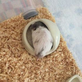 小さなハムスターの頬袋の画像