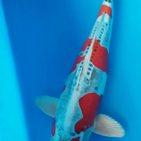 戻ってきたの画像