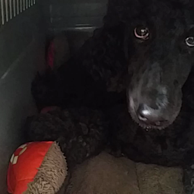 骨ちょうだいの画像