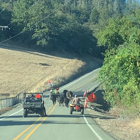 我が家の牛ドラマの画像