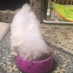 きらちゃん3ヶ月動画の画像