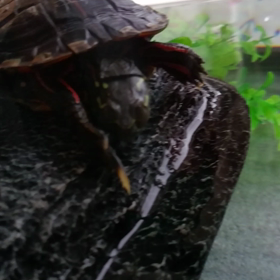 面倒くさい、頑固なわたし。の画像