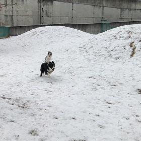 のぞみサンピア佐久ドッグランの画像