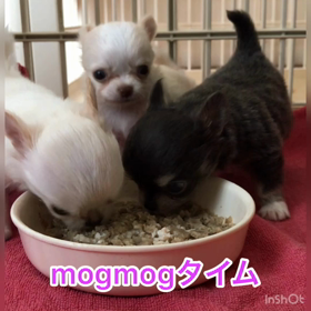 mogmogタイムの画像