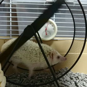 ハリネズミのもんたくんの画像