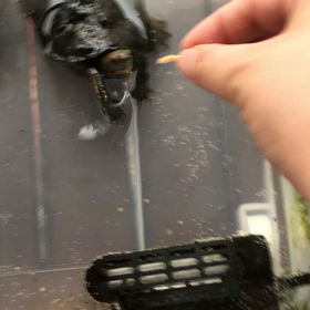 メコのちょうだいの話の画像