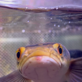 マルリオイデスも忘れてたの画像