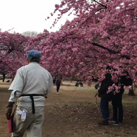 ♪お散歩動画♪代々木公園♪の画像