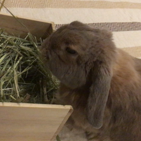 食べて食べてごろんちょ♪の画像