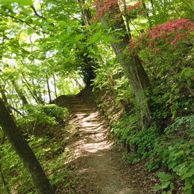 2019.5.12 大和葛城山 自然研究路 ジンバルカメラ動画の画像