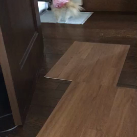 コロ…悲鳴が凄かった…の画像