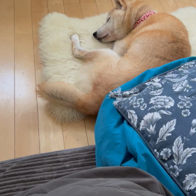 やっぱり、遊びたいなの画像