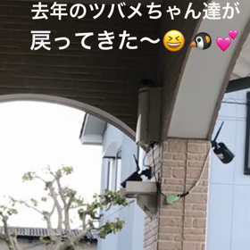 ツバメが戻ってきたの画像