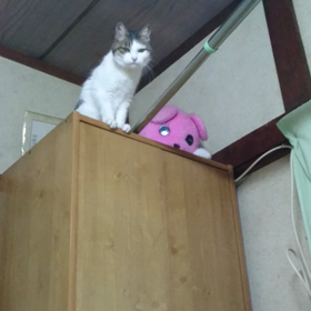 パワフルみゅうちゃんの画像