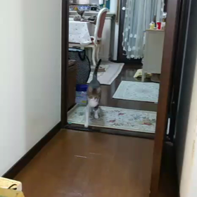 猫じゃらしを運ぶの画像
