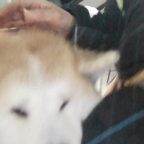 4回のしつけ訓練終了後の朝❗課題は山積。未来丸との健全関係造りをやり遂げ来年こそは不動の関係を築の画像